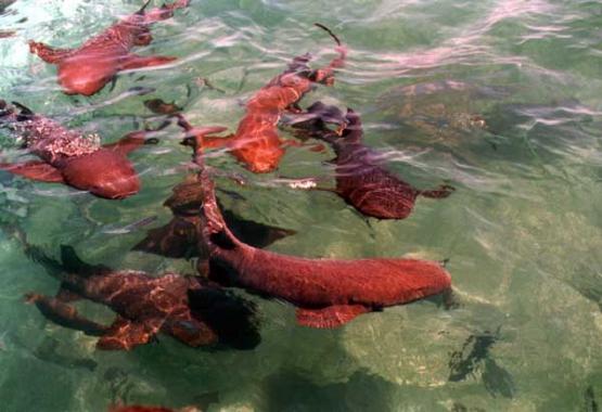 Bild Nr. 1013 - 248 mal gesehen Bild Nr. 1013 - 248 mal gesehen