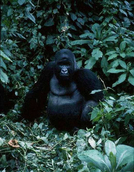 Bild Nr. 186 - 434 mal gesehen Bild Nr. 186 - 434 mal gesehen