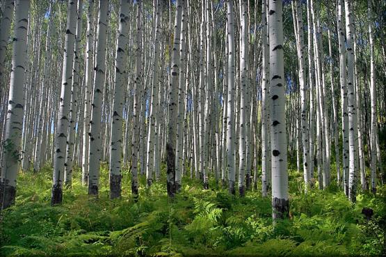 Bild Nr. 22407 - 191 mal gesehen