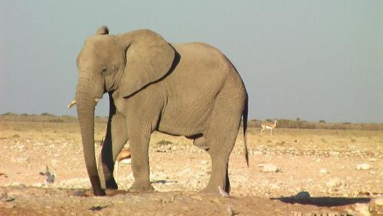 Bild Nr. 24890 - 285 mal gesehen