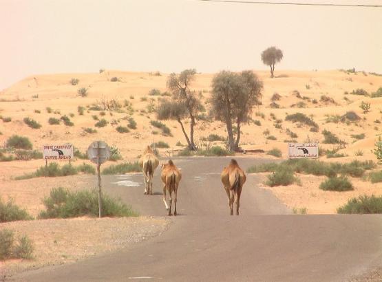 Bild Nr. 27624 - 288 mal gesehen