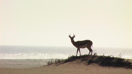 Bild Nr. 28140 - 265 mal gesehen