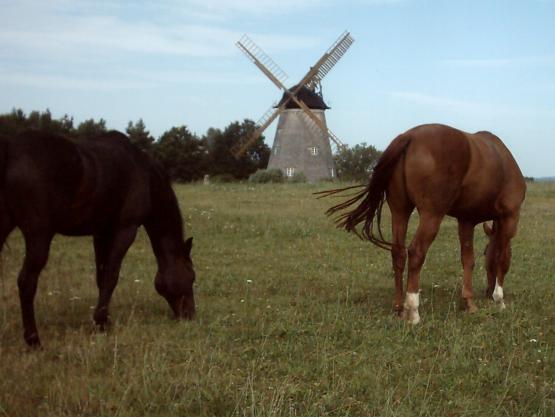 Bild Nr. 5711 - 183 mal gesehen