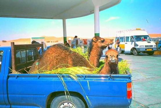 Bild Nr. 605 - 208 mal gesehen Bild Nr. 605 - 208 mal gesehen