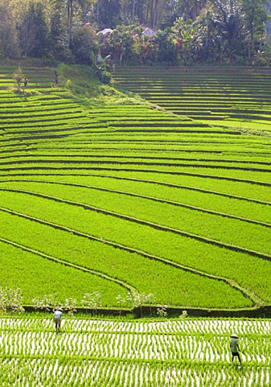 Bild Nr. 915 - 155 mal gesehen